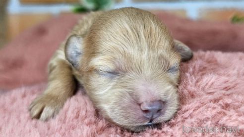 成約済の愛知県のミックス犬-349830の49枚目