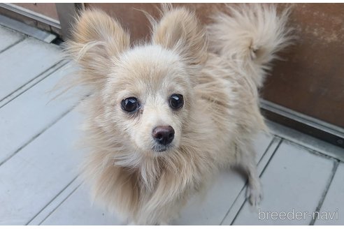 成約済の東京都のミックス犬-312790の2枚目