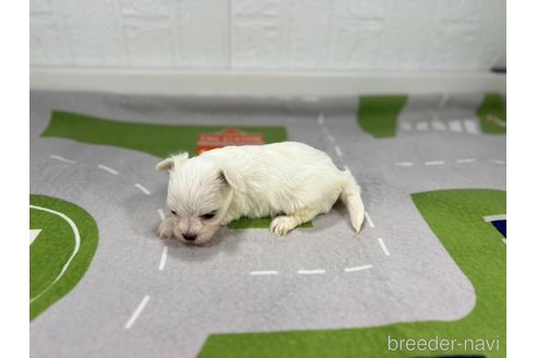 成約済の愛知県のマルチーズ-350265の2枚目