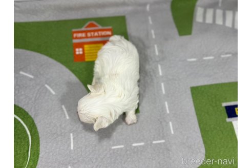 成約済の愛知県のマルチーズ-350265の3枚目