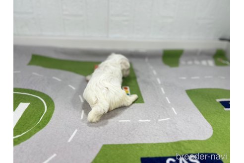 成約済の愛知県のマルチーズ-350265の4枚目
