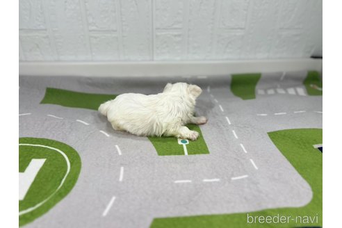 成約済の愛知県のマルチーズ-350265の6枚目
