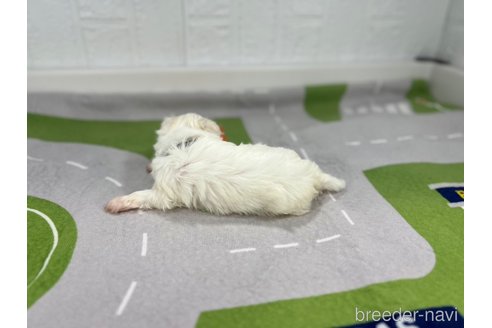 成約済の愛知県のマルチーズ-350266の2枚目