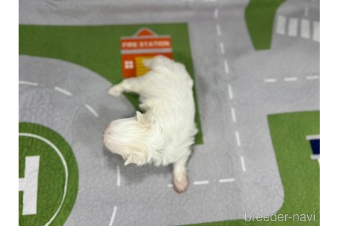 成約済の愛知県のマルチーズ-350266の3枚目