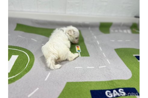 成約済の愛知県のマルチーズ-350266の4枚目
