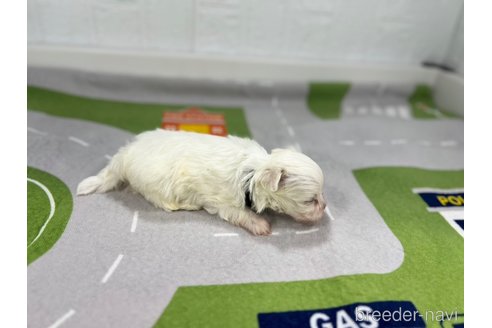 成約済の愛知県のマルチーズ-350266の5枚目