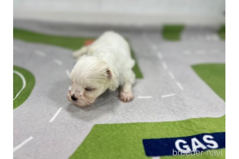 成約済の愛知県のマルチーズ-350266の6枚目