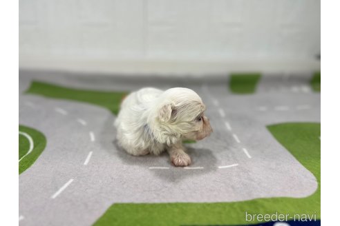 成約済の愛知県のマルチーズ-350267の3枚目