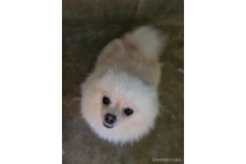 ぽーちゃんちゃん1枚目