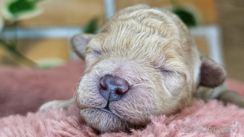 成約済の愛知県のミックス犬-349817の31枚目