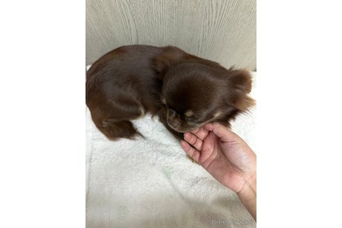 成約済の福島県のチワワ(ロングコート)-333466の2枚目