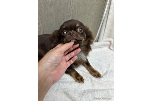 成約済の福島県のチワワ(ロングコート)-333466の3枚目