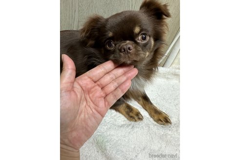 成約済の福島県のチワワ(ロングコート)-333466の4枚目