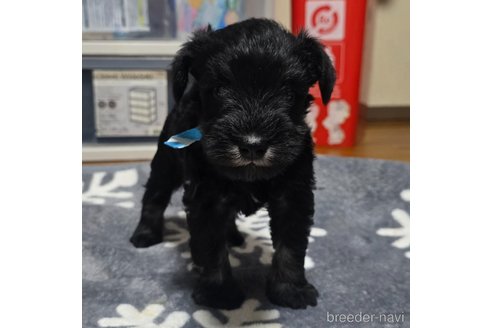 成約済の岡山県のミニチュアシュナウザー-346088の1枚目