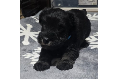 成約済の岡山県のミニチュアシュナウザー-346088の3枚目