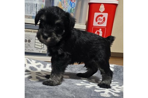成約済の岡山県のミニチュアシュナウザー-346093の18枚目