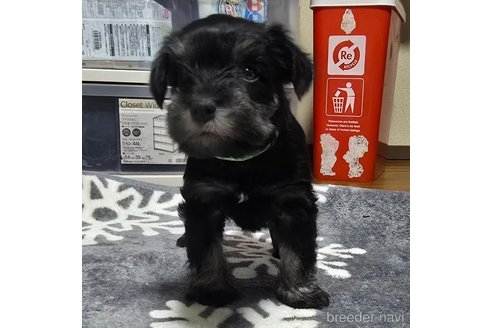 成約済の岡山県のミニチュアシュナウザー-346093の17枚目