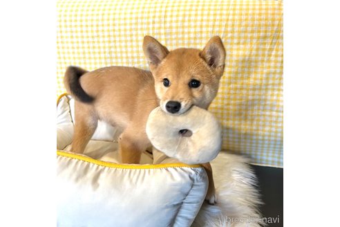 成約済の栃木県の柴犬-330572の19枚目