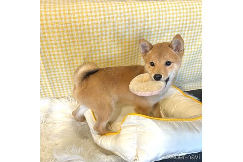 成約済の栃木県の柴犬-330572の18枚目