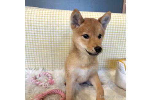 成約済の栃木県の柴犬-330572の17枚目