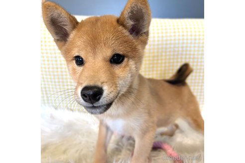 成約済の栃木県の柴犬-330572の16枚目