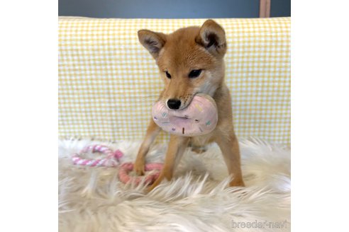 成約済の栃木県の柴犬-330572の15枚目