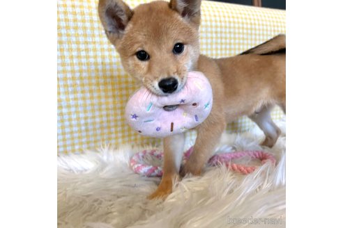 成約済の栃木県の柴犬-330572の14枚目