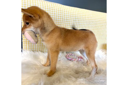 成約済の栃木県の柴犬-330572の13枚目