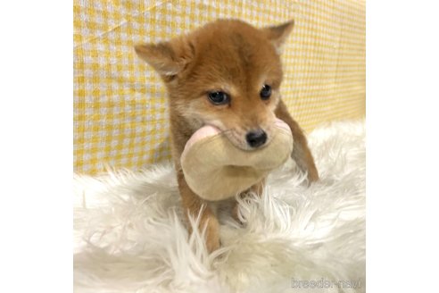 成約済の栃木県の柴犬-343880の20枚目