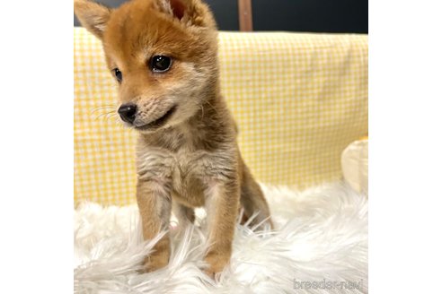 成約済の栃木県の柴犬-343880の16枚目
