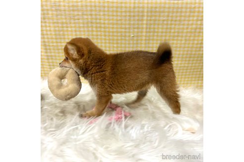 成約済の栃木県の柴犬-343880の19枚目
