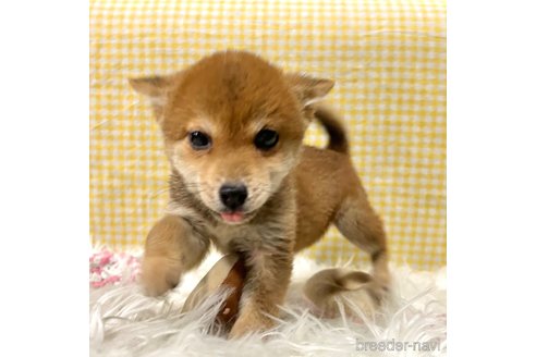 成約済の栃木県の柴犬-343880の18枚目