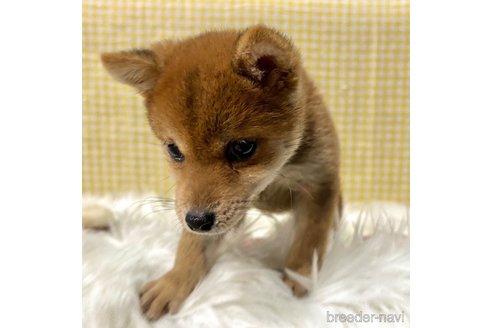 成約済の栃木県の柴犬-343880の17枚目