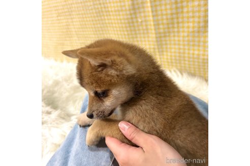 成約済の栃木県の柴犬-343879の20枚目