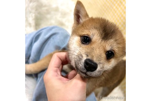 成約済の栃木県の柴犬-343879の19枚目