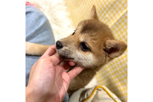 成約済の栃木県の柴犬-343879の16枚目