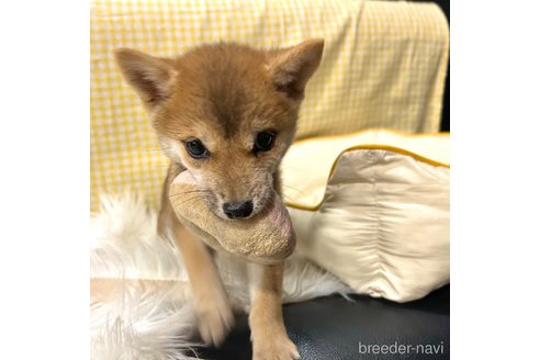 成約済の栃木県の柴犬-343879の18枚目