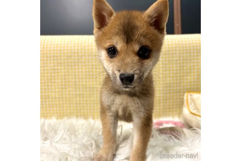 成約済の栃木県の柴犬-343879の17枚目