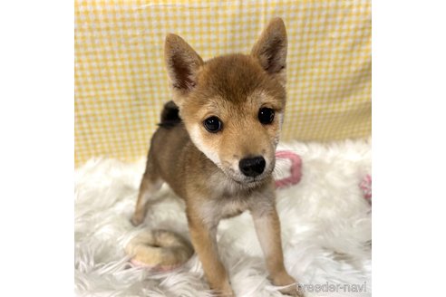 成約済の栃木県の柴犬-343875の22枚目