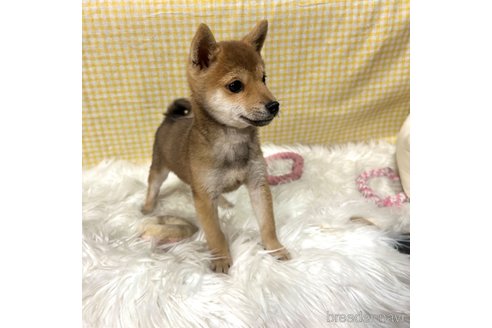 成約済の栃木県の柴犬-343875の21枚目