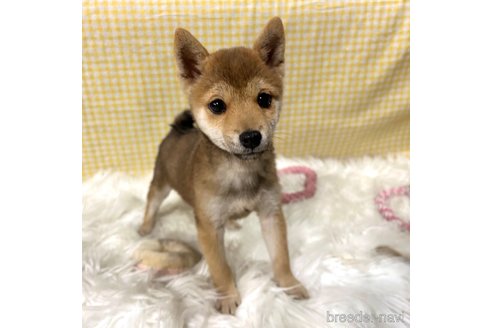 成約済の栃木県の柴犬-343875の20枚目