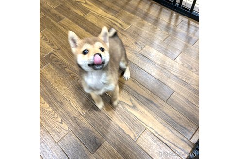 成約済の栃木県の柴犬-343875の19枚目