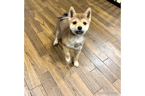 成約済の栃木県の柴犬-343875の18枚目