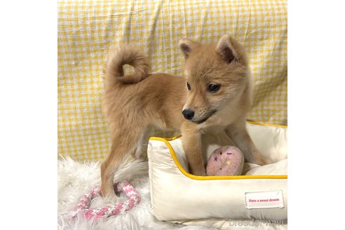 成約済の栃木県のミックス犬-333236の2枚目