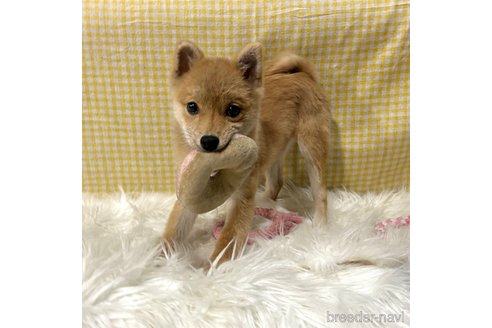 成約済の栃木県のミックス犬-333236の1枚目