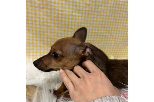 成約済の栃木県のチワックス:チワワ×ミニチュアダックスフンド-329576の2枚目
