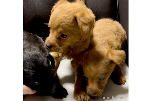 成約済の奈良県のミックス犬-338554の4枚目