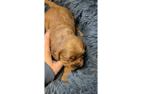 成約済の愛知県のコッカプー:アメリカンコッカースパニエル×トイプードル-349445の11枚目