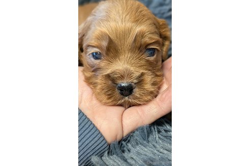 成約済の愛知県のコッカプー:アメリカンコッカースパニエル×トイプードル-349445の9枚目