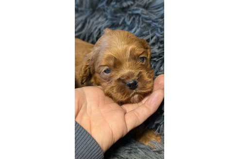 成約済の愛知県のコッカプー:アメリカンコッカースパニエル×トイプードル-349445の7枚目